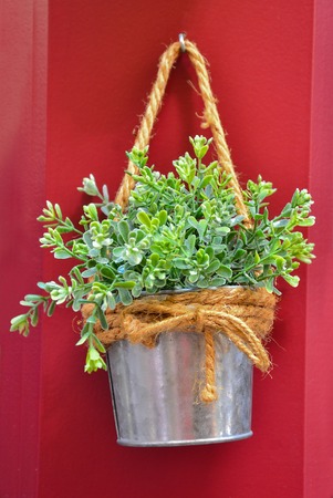 Green plant in the metal bucket.の写真素材