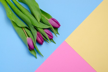 Purple tulips on pastel colors background top view. Paper craft design. Blue, pink and yellow.の写真素材