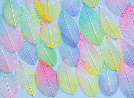 Colored leafs. Leaf texture pattern. Macro leaves background texture. Floral Design. Leaves. Rainbow colors.の写真素材