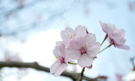 Cherry blossom close up. Selective focus and copy space. Spring sakura blossoms. Pink cherry blossom...
