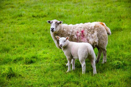 Sheep and lamb pasture on the green field. Ewe sheep and single lamb looking on spring grass. Sheeps...