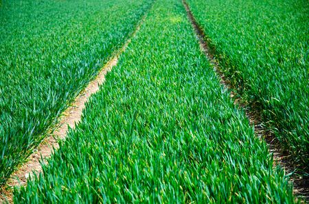 Green agricultural field, selective focus, England countryside. A close up of an ear of green wheat...