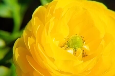 Yellow Ranunculus Asiaticus, Closeup. Macro Persian buttercup