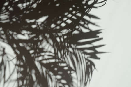 Palm leaves shadow on the grey wall