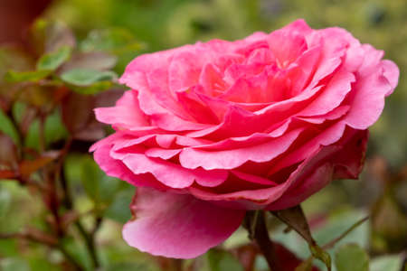 Single pink rose closeup. Macro selective focus, blurred background. Rose floral background. Rose bush, gardening at the balconyの写真素材