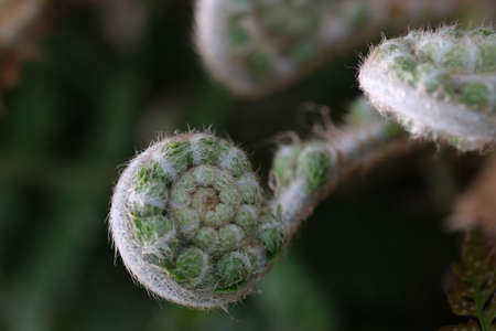 fresh Fern Spiral Close Up View Of Fresh Green Young wild Fern In Spiral Form With Shallow Depth Of...