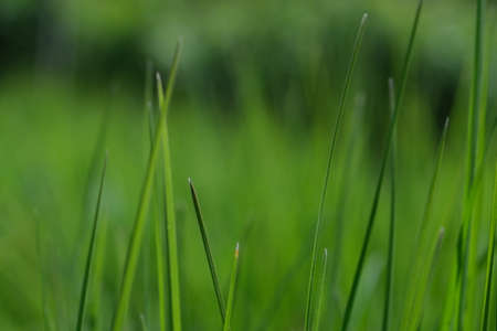 Green grass close-up background. Close-up view of fresh green grass, selective focus. Grass...