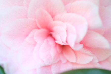 Defocused abstract nature background. Blurred pastel pink background Valentine petals Abstract Pink Background. Close up view on a pink petals of the viola flower as backgroundの写真素材
