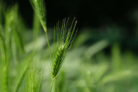 Bright green color of rye meadow moving on the wind, macro close-up, selective focus. Young wheat, a field of decorative spike earsの写真素材