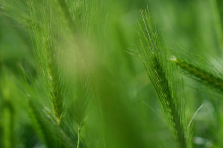 Abstract blurred bright color nature background. Bright green color of rye meadow moving on the wind, macro close-up, selective focus. Young wheat, a field of decorative spike earsの写真素材