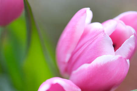 pink tulip close-up, selective focus. Diagonal composition. Nature blurred backgroundの写真素材