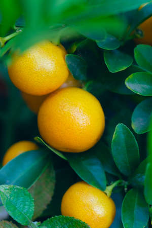 Clementine fruits on the tree close-up. Citrus fruits macro photography, selective focus. Gardening conceptの写真素材