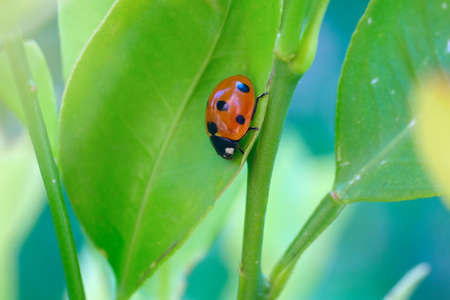 macro of red ladybird bag on the green leaf. Vivid red and green colours. Gardening, springtime, macro, selective focus, soft focusの写真素材