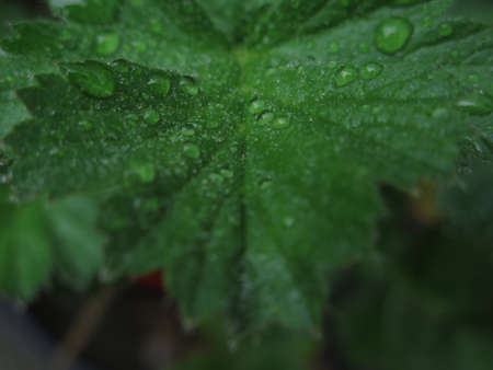Abstract nature background of green leaves and dew drops. Foliage freshness concept. Macro view...