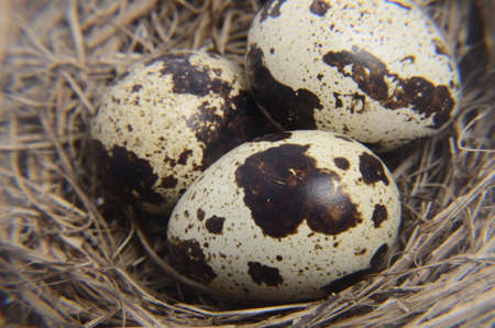 Quail eggs in the nest close up, top view. Easter concept. Neutral colours. Spotted quail eggs in...