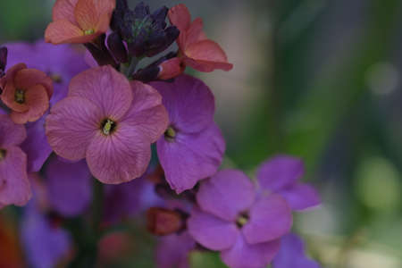 Erysimum cheiri Plant purple color close up, selective focus. Nature defocused background....