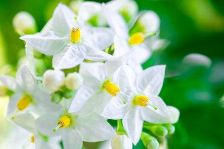 White flowers macro close up selective focusの写真素材