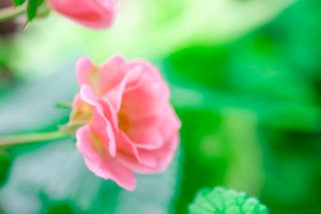 Macro blooming pink rose close up. Pink rose head blooming. Selective focus, soft bokeh, pastel colorsの写真素材