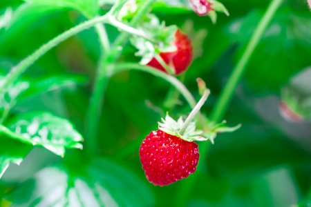 Macro close up of red rape alpine strawberries on the bushの写真素材
