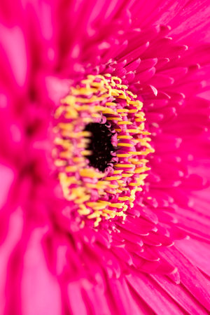 Close up macro selective focus of pink gerbera daisy. Macro details of gerbera daisyの写真素材