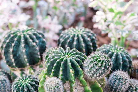 Macro close up of Echinopsis huascha thorns on Cactus Plant. Spike Ball cactus plant. green and cream small spikey cactus plantsの写真素材