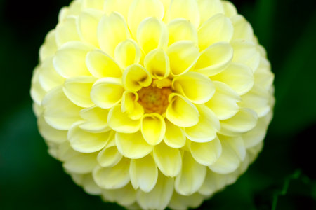 Macro vivid yellow Dahlia flower head in the garden. Macro Dahlia petals close upの写真素材