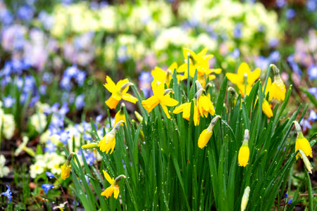 Spring flowers daffodils and crocuses in the garden. Close up of daffodils and snowdrops in the park. Selective focus, blurred backgroundの写真素材