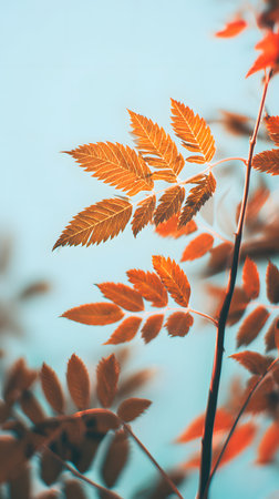 autumn leaves on a blue sky. Autumn rowan leaves on blue sky backgroundの素材