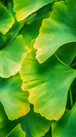 Ginkgo biloba green leaves in tropical forest, close up. Nature backgroundの素材