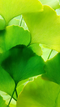 Ginkgo biloba green leaves in tropical forest, close up. Nature backgroundの素材