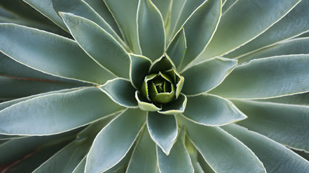 Close-up of a succulent plant. Succulent background. close up of succulent plant for background and texture, top viewの素材