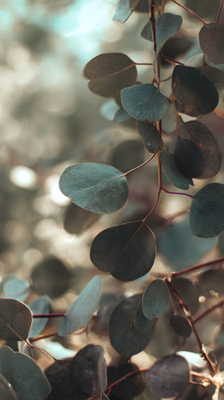 Eucalyptus branch in sunlight. Selective focus. Nature abstract backgroundの素材