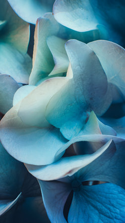 abstract blue background. Blue hydrangea flowers close-up. Floral nature abstract backgroundの素材