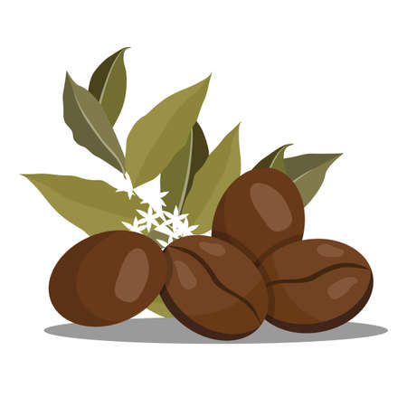 Realistic coffee beans and leaves. Vector illustration on white backgroundのイラスト素材