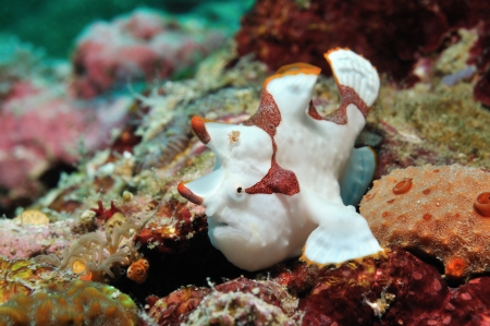 Clown frogfish  painted anglerfish, painted angler  is sitting on a coral reef, Panglao, Philippinesの写真素材