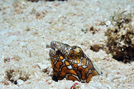 Clown  Napoleon  snake eel is peeping out of its burrow, Panglao, Philippines