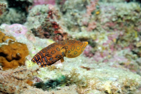 An extremely venomous blue-ringed octopus is trying to swim away, Panglao, Philippinesの写真素材