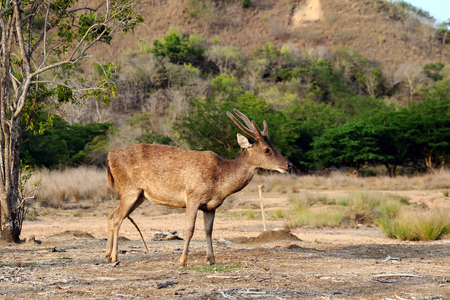 A Flores rusa deer is alert in the Komodo national park  Rusa floresiensis   Komodo deer  Flores rusa deer の写真素材