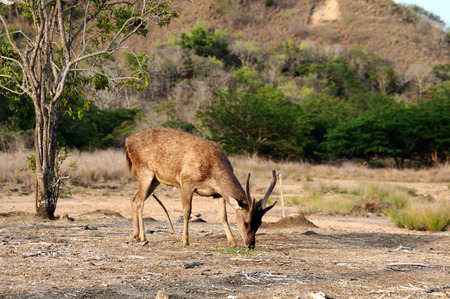 A Flores rusa deer is feeding in the Komodo national park  Rusa floresiensis  Komodo deer  Flores rusa deer の写真素材