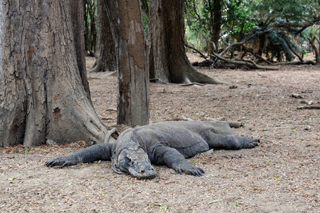 A Komodo dragon is lying under the tree in the Komodo national parkの写真素材