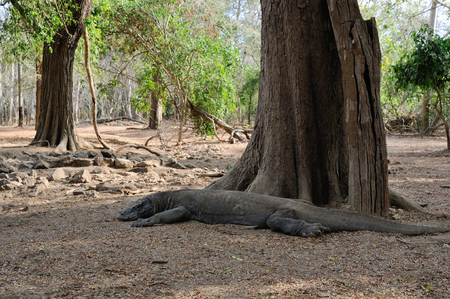 A Komodo dragon is lying under the tree in the Komodo national parkの写真素材
