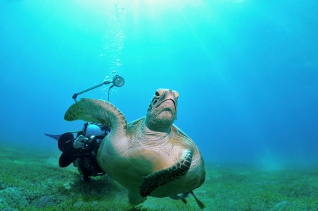 Sea turtle is swimming away from a photographer, shot taken close to a bottom under the water, Marsa Alam, Egypt, Red Seaの写真素材