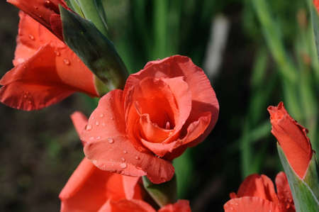 The closeup shot of gladiolus flowers wet with dew made against green backgroundの写真素材
