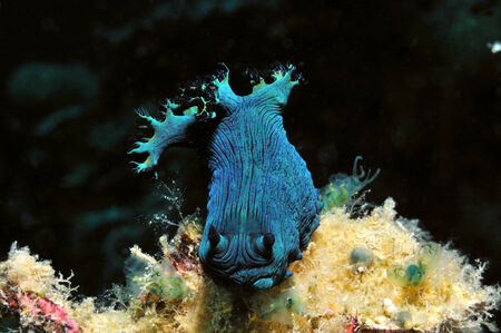 Nudibranch (Milleris nembrotha) is crawling along a reef, Panglao, Philippinesの写真素材