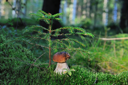 A cep porchino, Boletus edulis lat. is growing under the tiny fir-tree, Puumala, Finlandの写真素材