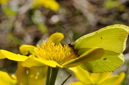 Brimstone butterfly (Gonepteryx rhamni powedery) is sitting on a marsh marigold flower, Puumala, Finlandの写真素材