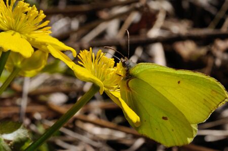 Brimstone butterfly (Gonepteryx rhamni powedery) is sitting on a marsh marigold flower, Puumala, Finlandの写真素材