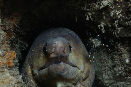 Drab moray eel with a clear cleaner shrimp and isopoda on it, Puerto Galera, Philippinesの写真素材