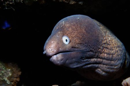 White eyed moray eel is piping out of a burrow, Puerto Galera, Philippinesの写真素材