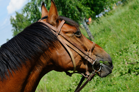 Horse is chewing grass on a meadow, Moscow region, Russiaの写真素材